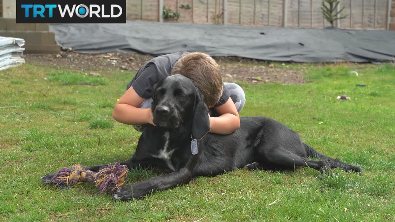Dogs rescuing people from PTSD YouTube