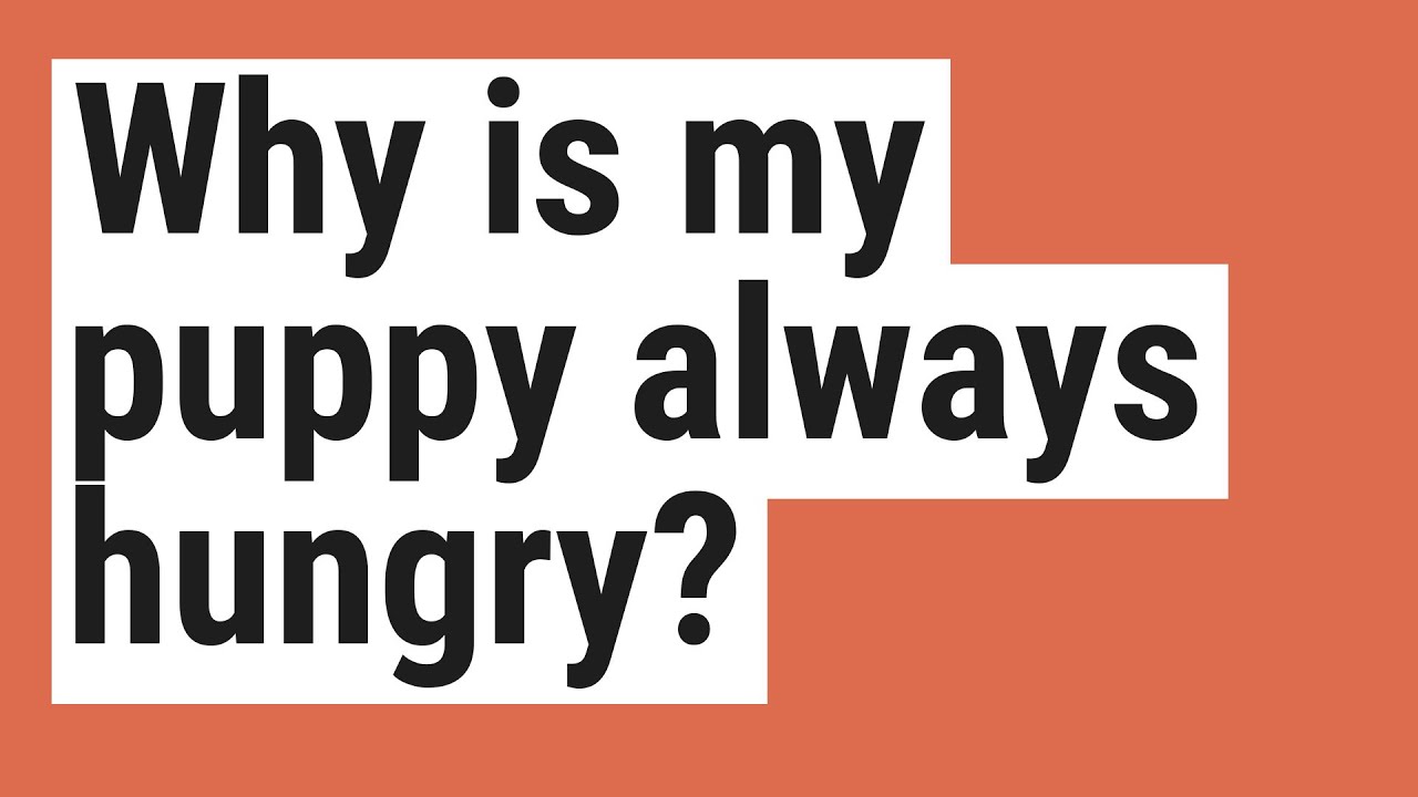 why-is-my-puppy-always-hungry-youtube