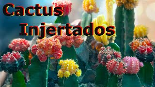 Cactus Injertados Llenos de Color - Injerto de Cactus