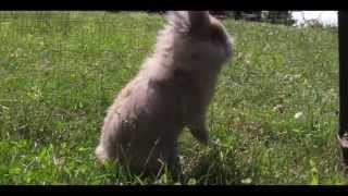 Baby Lionhead Bunnies age progression | HD 720P
