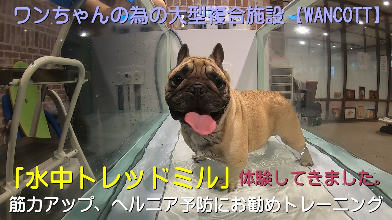【WANCOTT】水中トレッドミル体験してきました。筋力アップ、ヘルニア予防にお勧めトレーニング。フレンチブルドッグのぶーちゃん