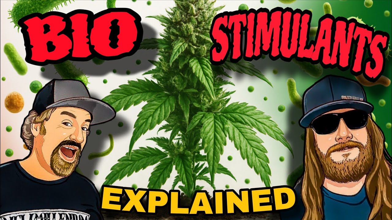 Как биостимуляторы естественным образом ускоряют рост каннабиса