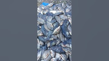 Cá Thuốc Vuông Quê Em Cà Mau #quehuongvlog#shorts