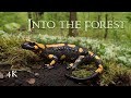 Dans la fort documentaire sur la nature des amphibiens