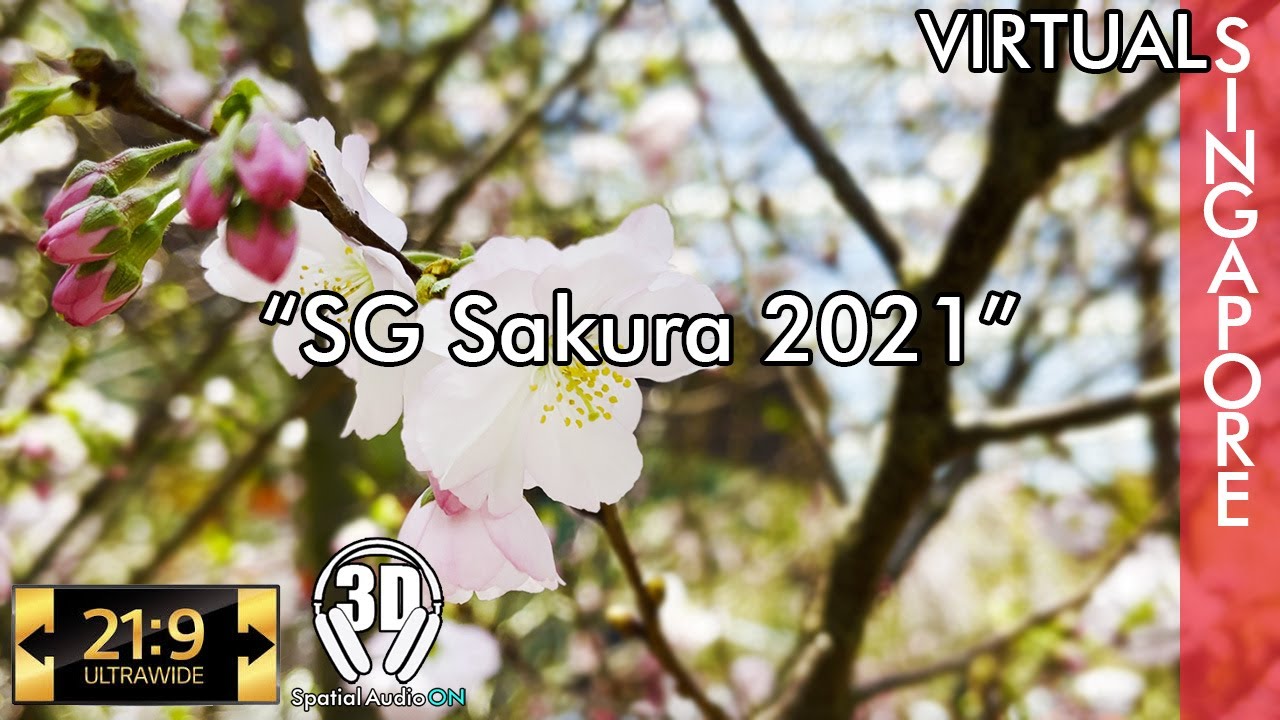 Singapore Walk - SG Cherry Blossom 2021