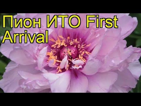 Пион ито Ферст Арривал. Краткий обзор, описание характеристик paeonia itoh First Arrival