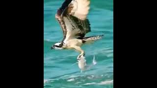 Lagu Gayo  ~Kandar Sa ~( Saba Grup  ) ~ Manuk