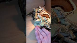 Baby Dragons FEASTING... on EarthPro-InsectiGold
