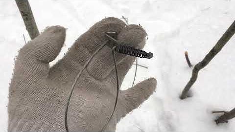 How I set a coyote snare and a visitor at the bait!!