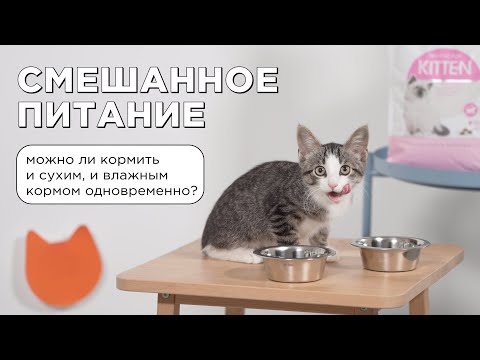 Смешанное питание кошек: можно ли давать и сухой, и влажный корм одновременно?