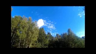 Trees And Sky   Forest Timelapse