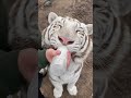 Lady bottle feeding a white tiger