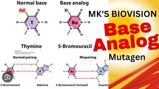Base Analog Mutagenesis