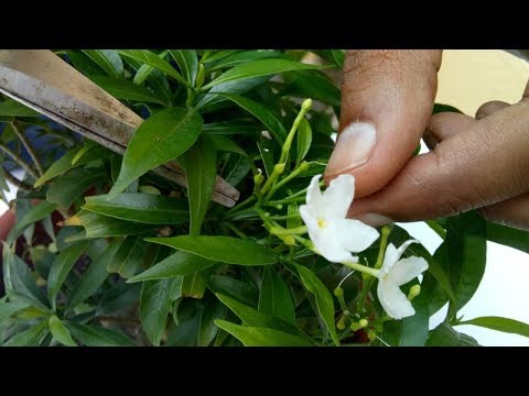 ভিডিও: বুলগেরিয়ার রিসর্টগুলি: কী নির্বাচন করবেন