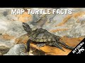 Interesting map turtle facts and information