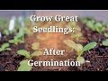 Grow Great Seedlings: After Germination