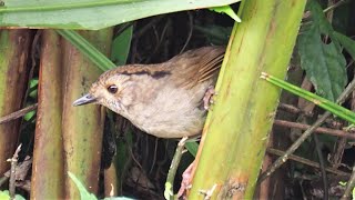 1100422 The dusky fulvetta singing at Chi-Do Mountain.