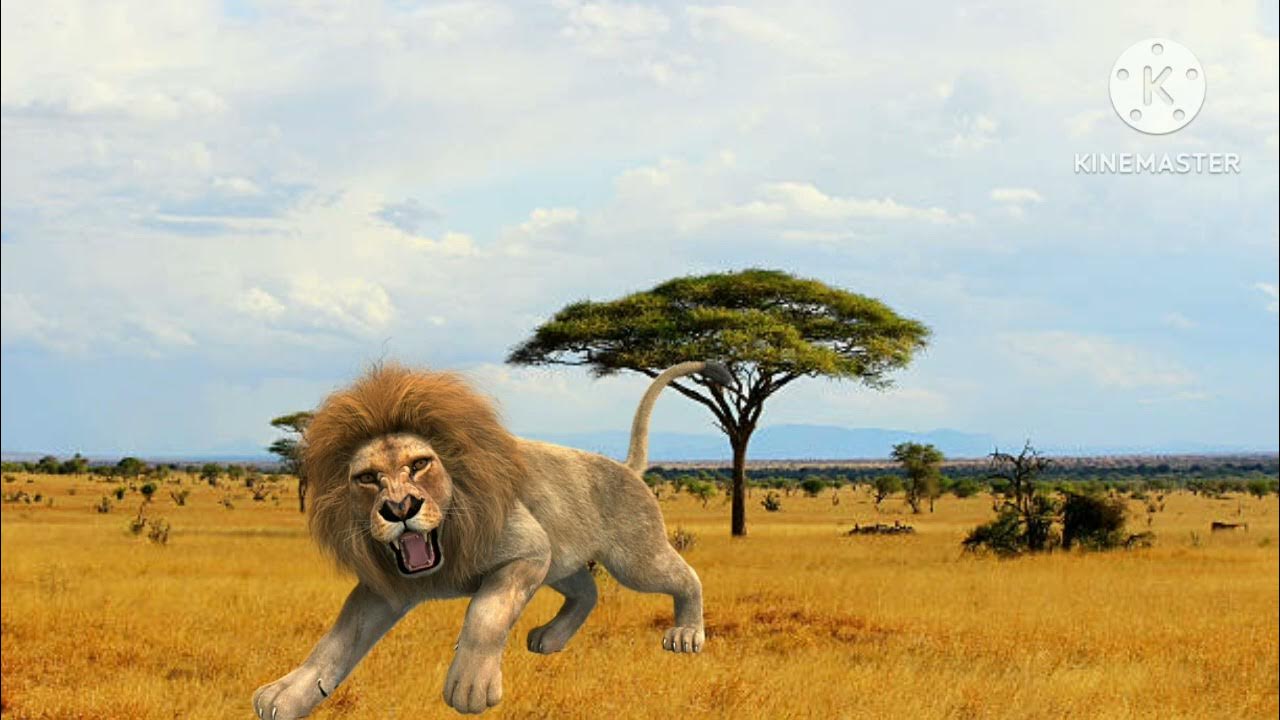 Lion Sound Effects Lion Sound Effects