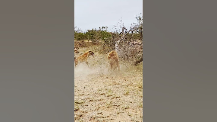 Dramatic Rescue by Hyenas after a Lion Catches one