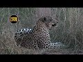 safariLIVE - Sunset Safari - April 16, 2019