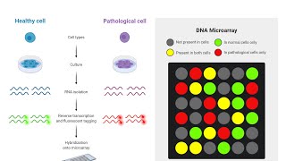 All the questions that came about microarrays in wbi15 past papers
