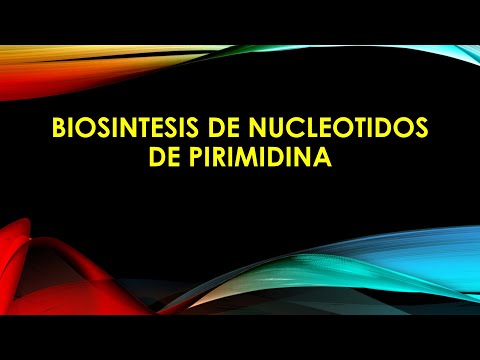 BIOSINTESIS DE NUCLEOTIDOS DE PIRIMIDINAS