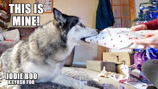 Wrestling gifts From My Husky! He Throws Bread at the Camera!