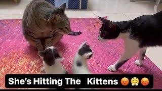 Kittens got scared