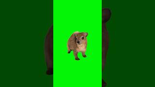 Wawa Hyrax Green Screen