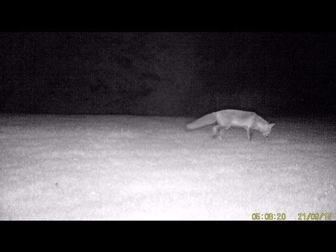 Fuchs sucht Wildtierkamera