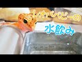 【レオパ】レオパベビーが水入れから水を飲む - Leopard Gecko Drink Water -