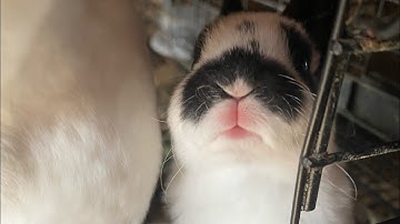 Who Should Stay in Your Rabbit Breeding Program?