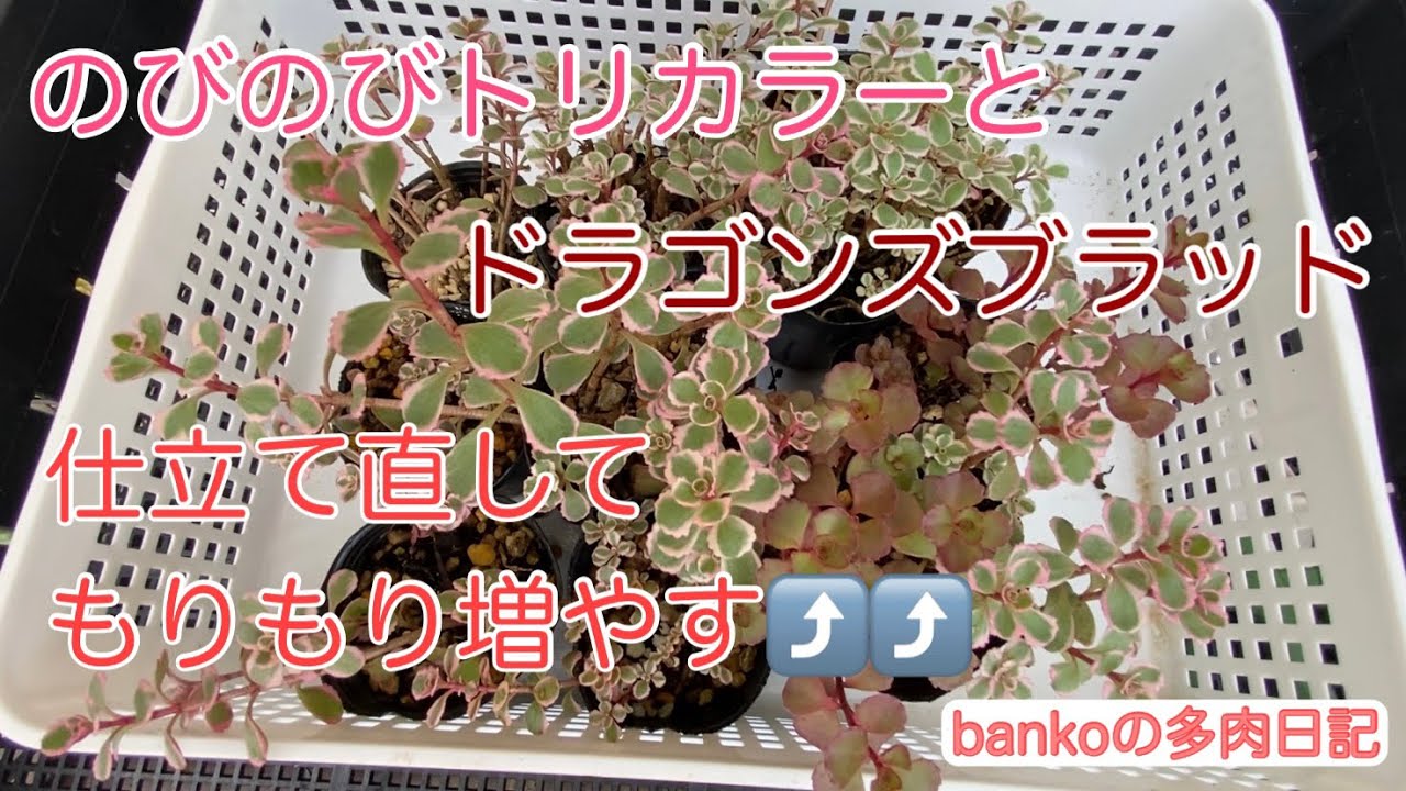 多肉日記#6】のびたトリカラーとドラゴンズブラッドを仕立て直して