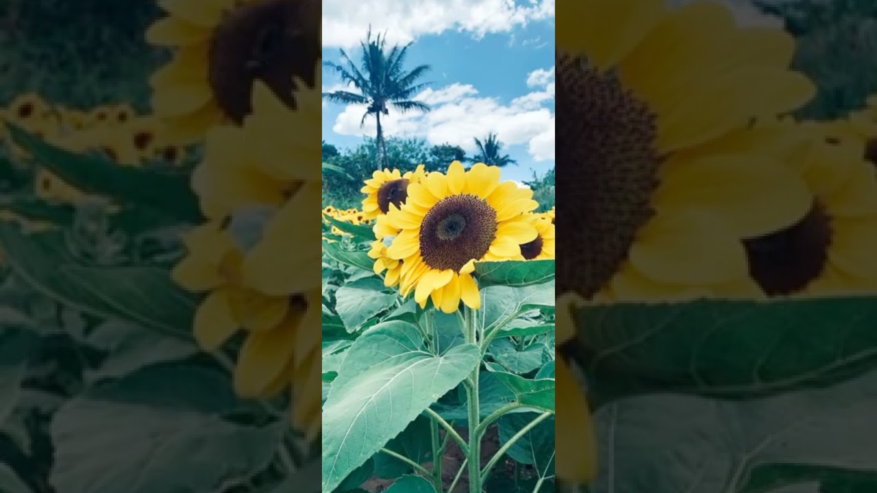 SUNFLOWER FARM..TAGAYTAY CITY..MAMA LHOU CHANNEL 2 YouTube