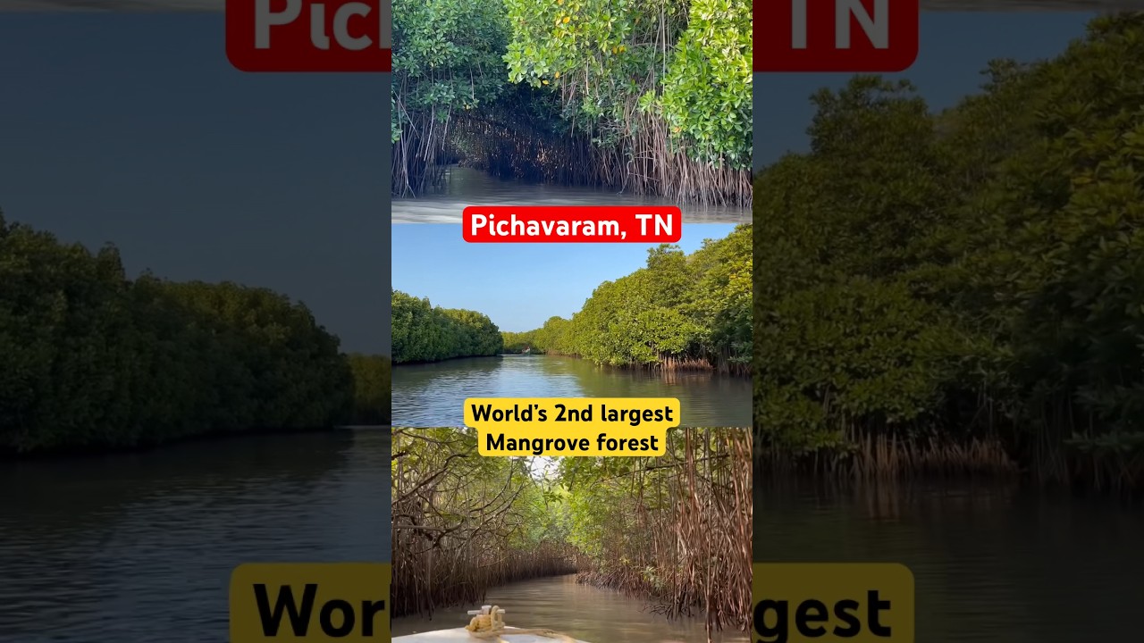 WORLD’s 2nd LARGEST MANGROVE FOREST 🌳 SOUTH INDIA || EXPLORE PICHAVARAM 