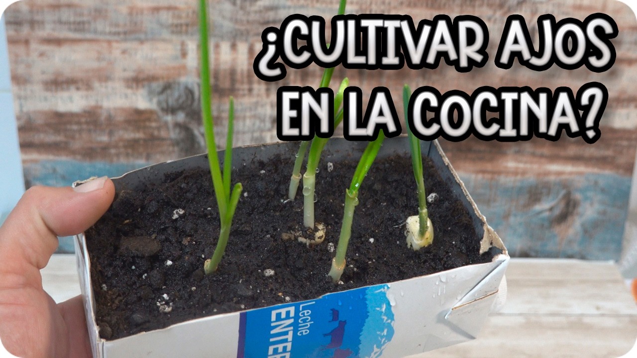 Te enseño paso a paso a cultivar ajos en tu cocina