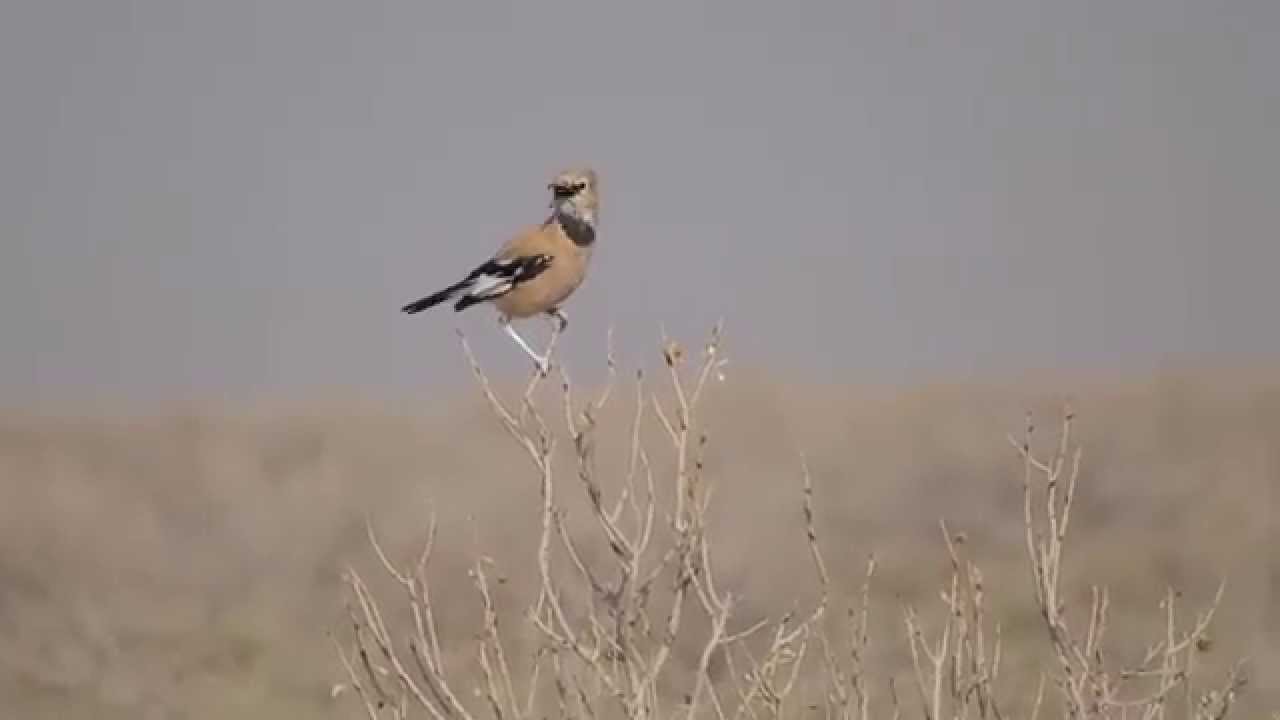 Pleske's Ground Jay