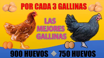 ¿Qué raza de gallinas pone más huevos?