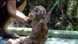 Orangutan Care Center Visit with Orangutan Odysseys