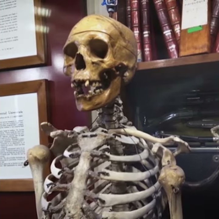 Human skeleton | Bones | Dead Body | Human dangerous body | non copyrighted footages | NCF #shorts