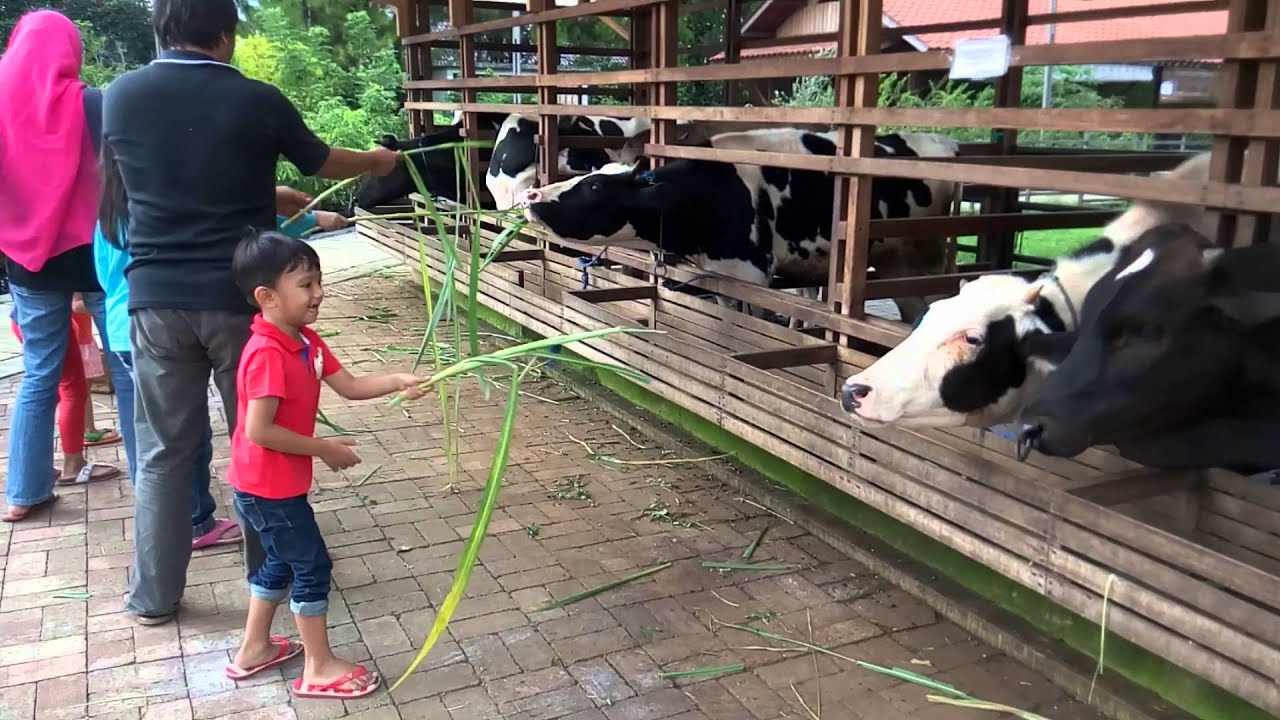 Ngasih rumput buat sapi di kuntum farm field