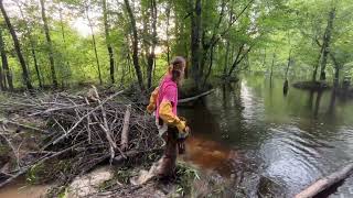Trying to Save this Landowners Timber & Crop from Weyerhaeuser’s “Pet Beaver”!!