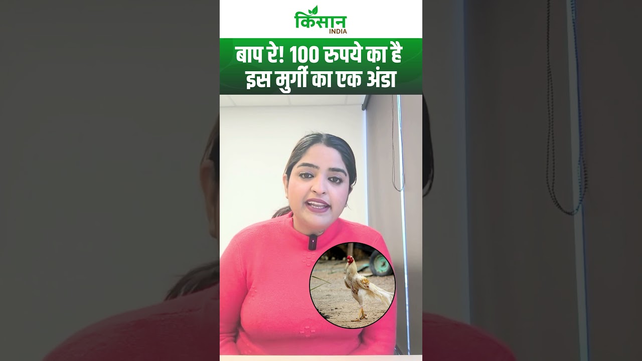 क्या आपने कभी 100 रुपये का अंडा खाया है? aseel murgi देती है 'सोने' जैसे अंडे?