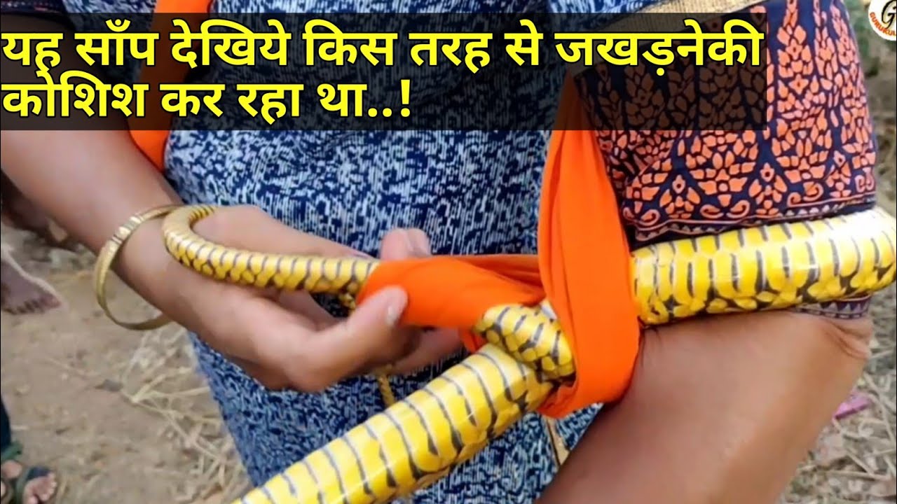 gurukulam film || धामन साँप पकडनेके बाद ऐसे जखड़नेकी कोशिश करता है || Ratsnake rescued by Nirzara Chitti ||