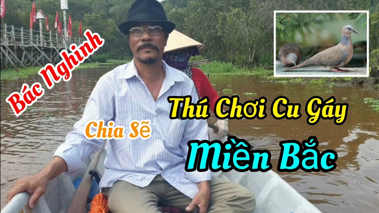 Kinh Nghiệm Chơi Cu Gáy Miền Bắc | Cu Gáy Bài Lối | Bác Nghinh - Hiệp Hòa - Bắc Giang.