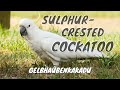 Sulphurcrested cockatoo cacatua galerita  gelbhaubenkakadu 8