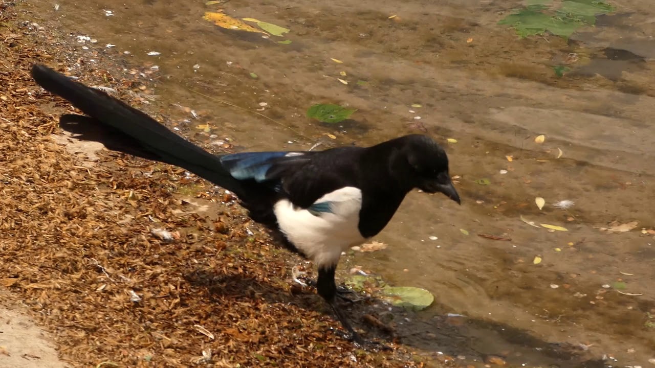 Magpie Insects Magpie looking for insects - YouTube