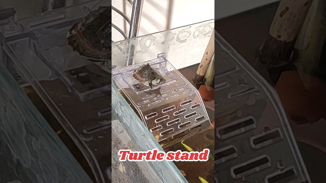 ( Turtle Ka New Stand Setup ) 