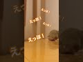 ハムスターの良さを伝えなきゃ🐹#_shorts #ハムスターの日常 #hamsters