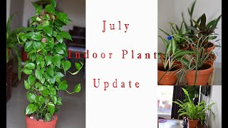 Indoor Plants || Plants that grow in low light || July Update || Plant stand setup ||Indoor Garden||